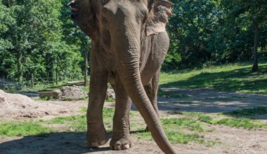 Happy the elephant, beloved Bronx Zoo animal, dies at 55