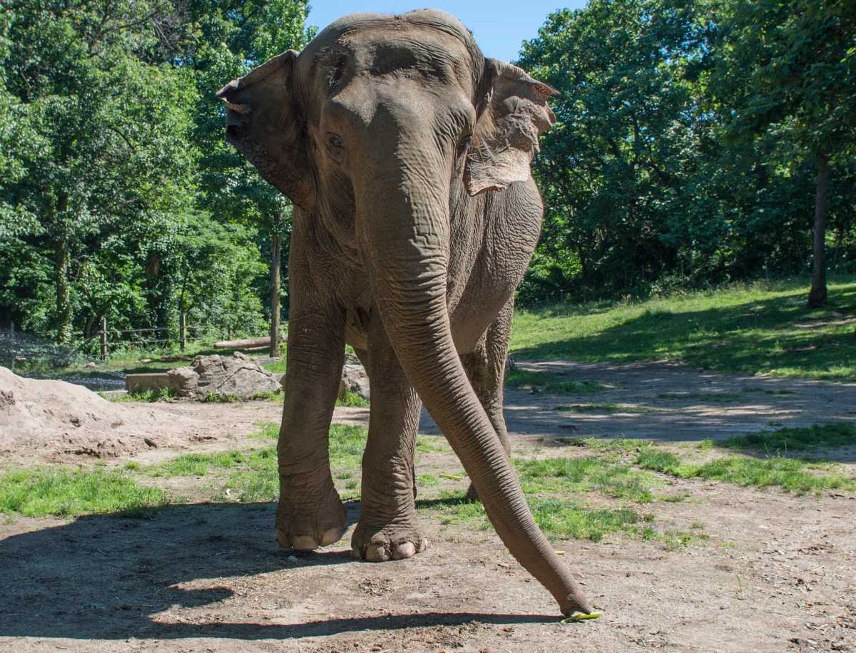 Happy the elephant, beloved Bronx Zoo animal, dies at 55