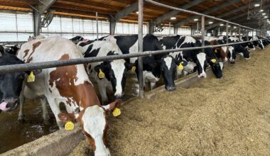 'Tariff relief' help on the way for N.Y. farmers?