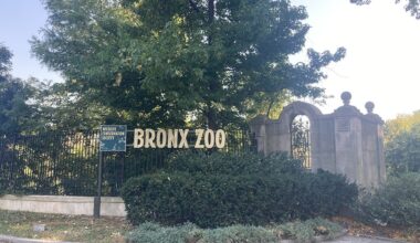 Crocodile Bites Male Worker’s Arm inside Bronx Zoo