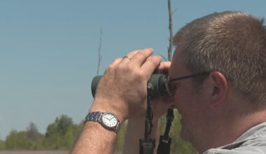 New York libraries offer free bird-watching gear, guides