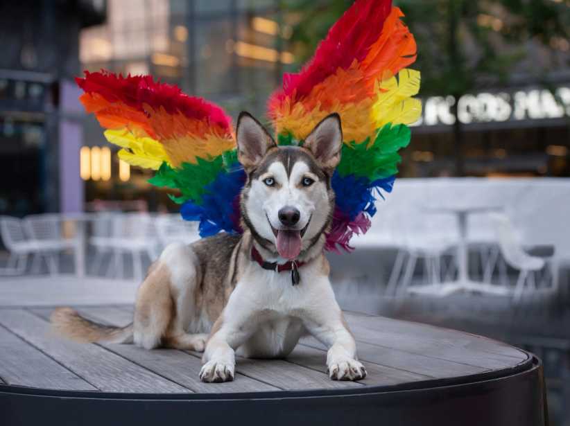 NYC's Woof Fest Returns for Pride Month With a Free Dog Costume Contest, Drag Shows, and More