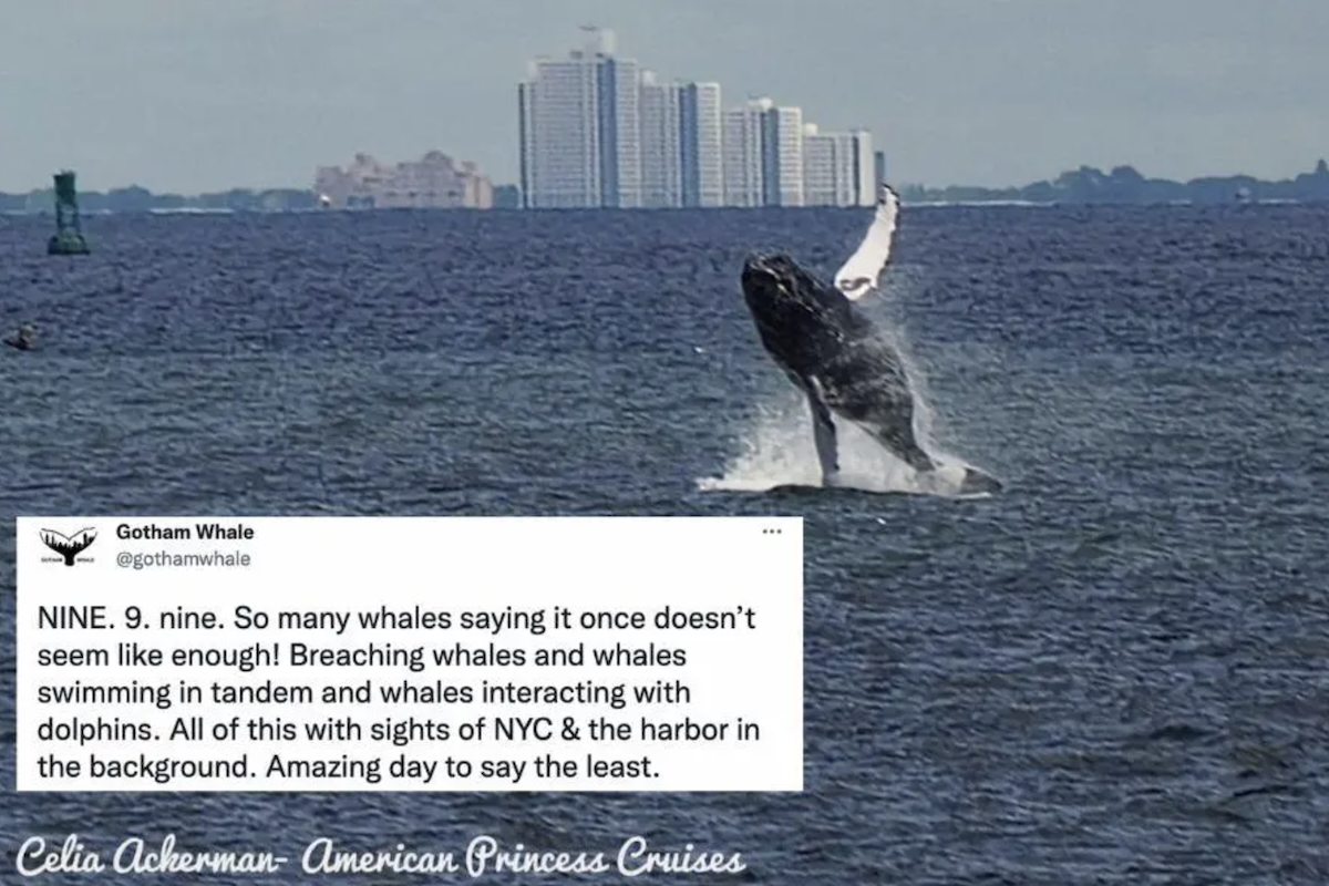 whales, new york, new york city, nyc, oceans, whale