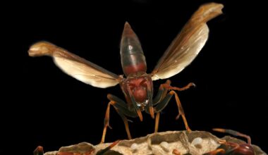 Wasp Aggression