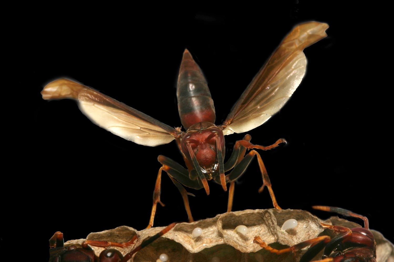 Wasp Aggression