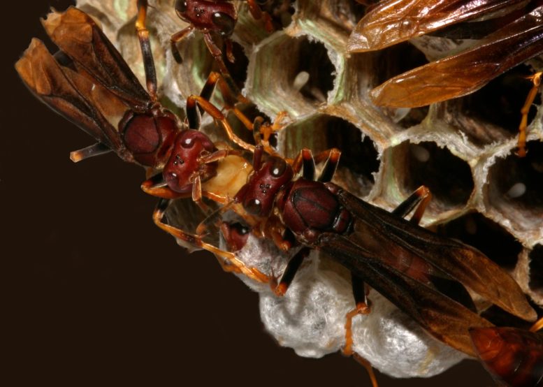 Polistes canadensis paper Wasps