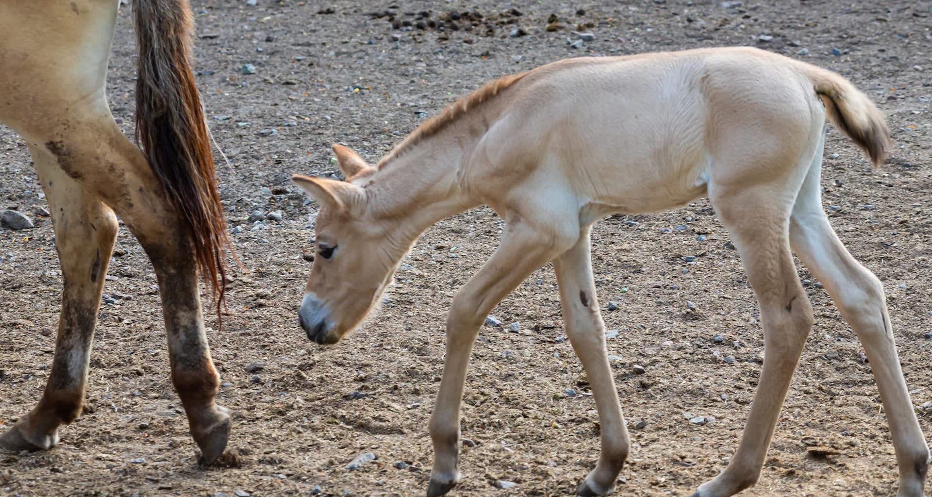 A young Przewalski's horse foal curiously walks beside an adult horse on a dirt ground.