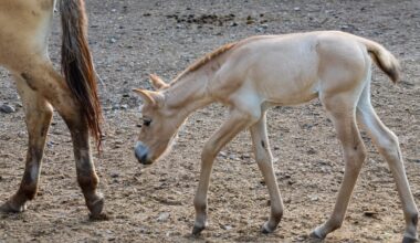 A young Przewalski's horse foal curiously walks beside an adult horse on a dirt ground.