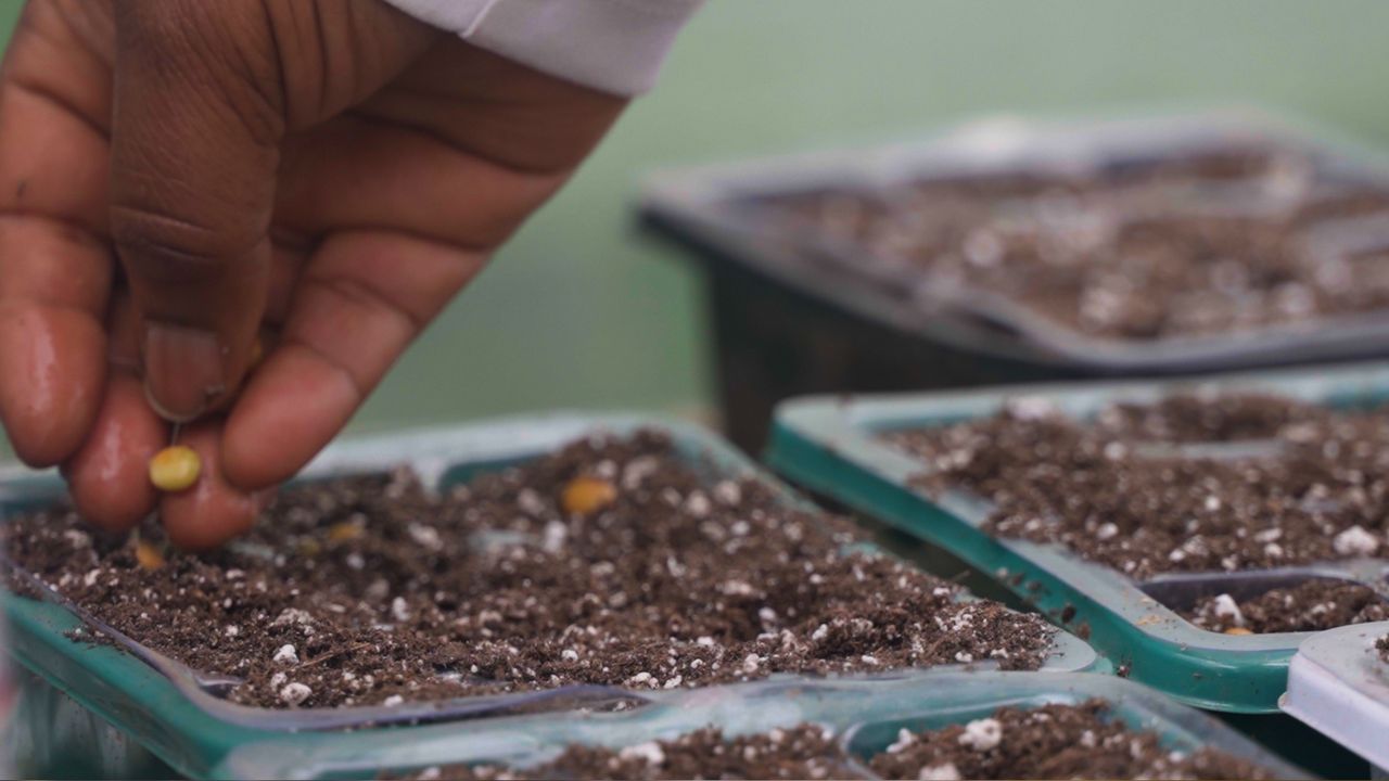 Seeds being planted at Shalom & Tranquility Garden in Old Brooklyn