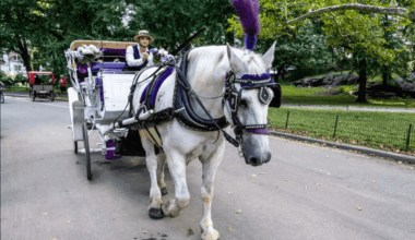 Central Park carriage tumble reins in calls to ban horse-drawn rides in NYC