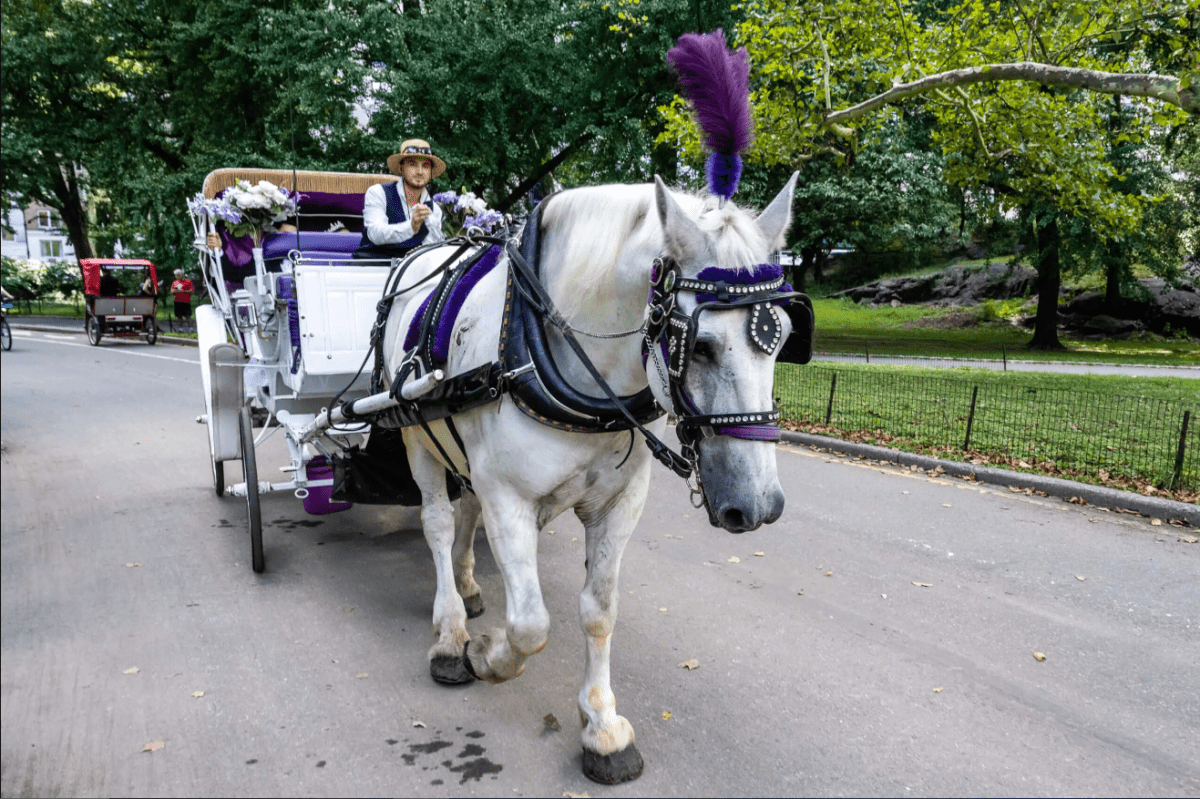 Central Park carriage tumble reins in calls to ban horse-drawn rides in NYC