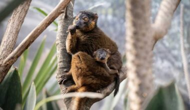 Bronx Zoo welcomes spring with adorable new baby animals – Bronx Times