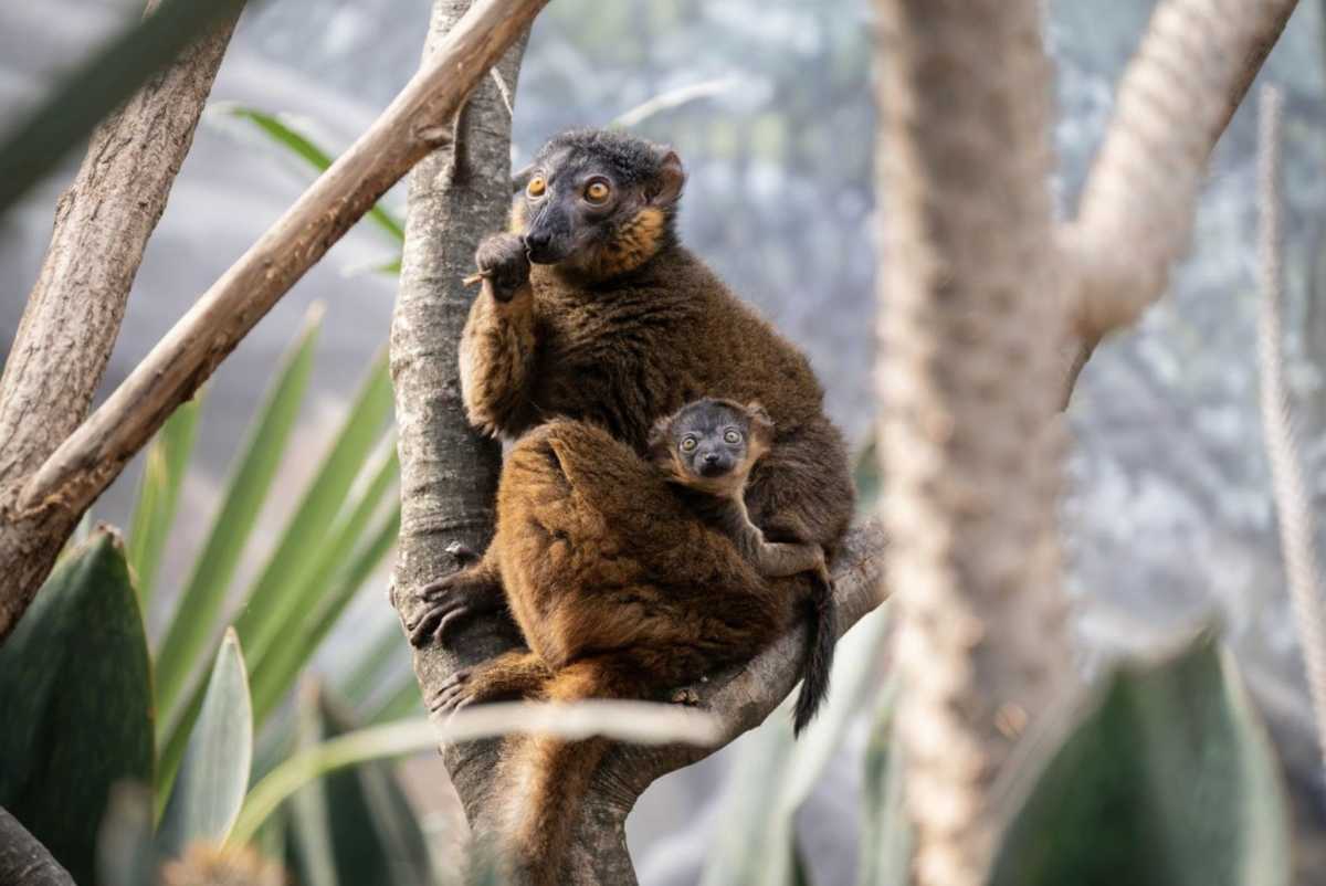 Bronx Zoo welcomes spring with adorable new baby animals – Bronx Times