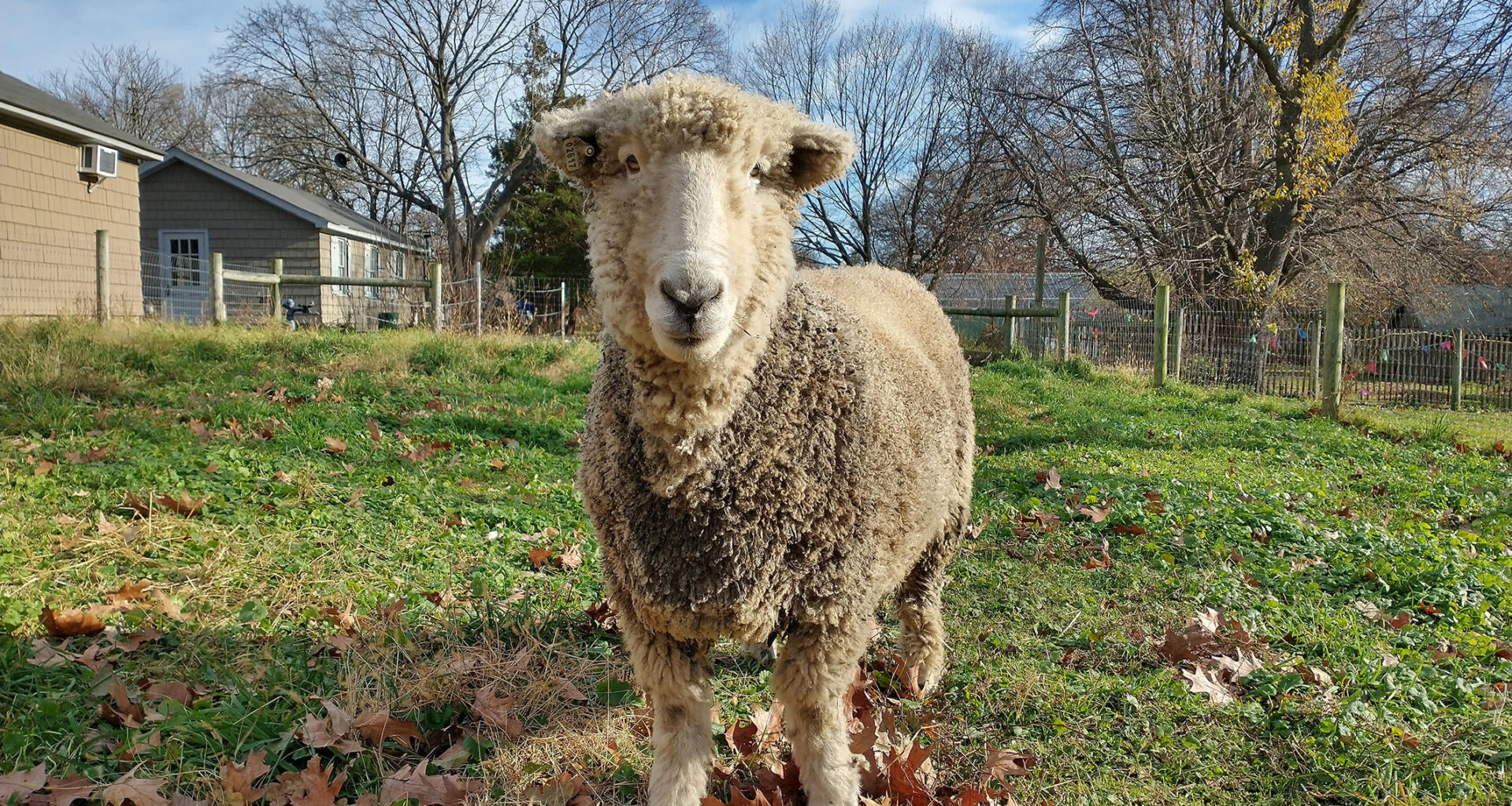 15th Annual Sheep Shearing Festival