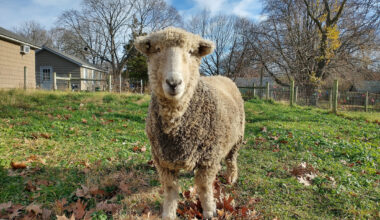 15th Annual Sheep Shearing Festival