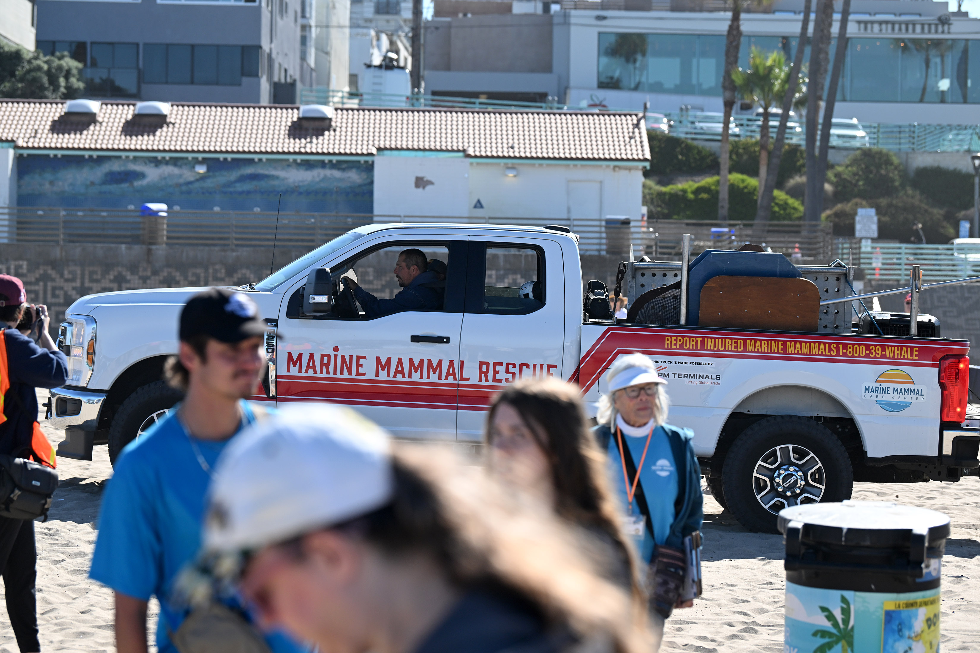 Three sea lion pups arrive in Manhattan Beach for their...