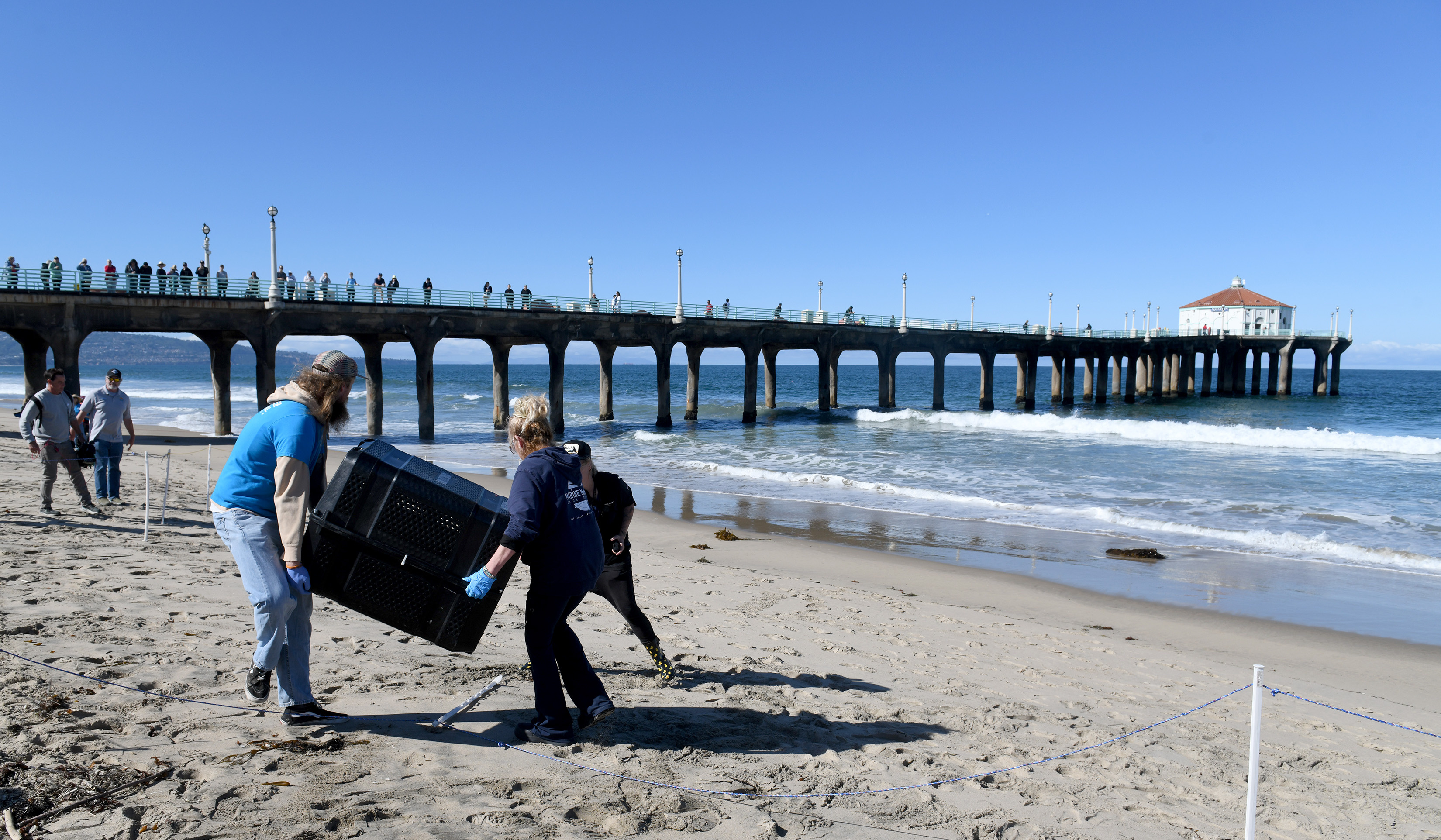 Volunteers with the Marine Mammal Care Center (MMCC) help with...