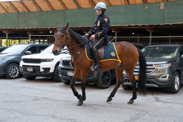 NYPD Det. Kyle McLaughlin rides his hose Kelly outside One Police Plaza after he was promoted to detective during a ceremony on Friday. 