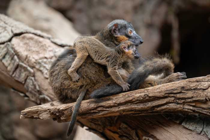 mother and baby lemurs