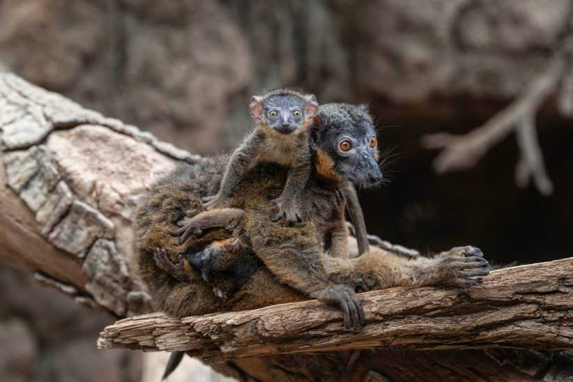 Rare Twin Lemurs Born at the Bronx Zoo Just in Time for Mother’s Day 