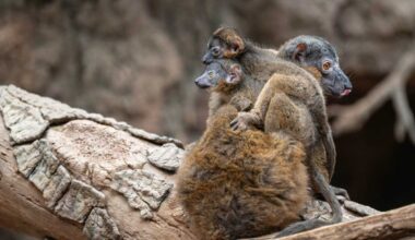 Rare collared lemur twins debut at Bronx Zoo