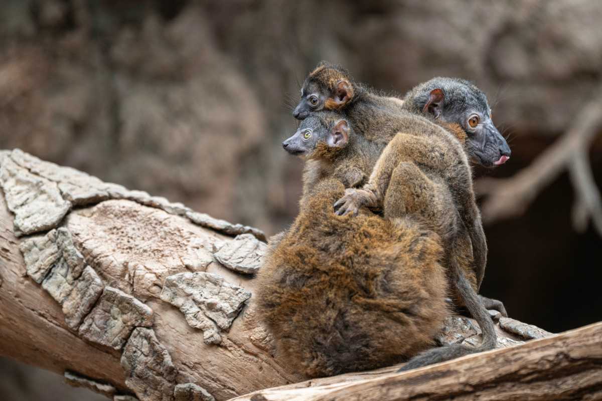 Rare collared lemur twins debut at Bronx Zoo