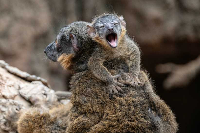 Rare Twin Lemurs Born at the Bronx Zoo Just in Time for Mother’s Day 