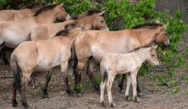 Bronx Zoo announces birth of rare endangered Przewalski’s horse – Bronx Times