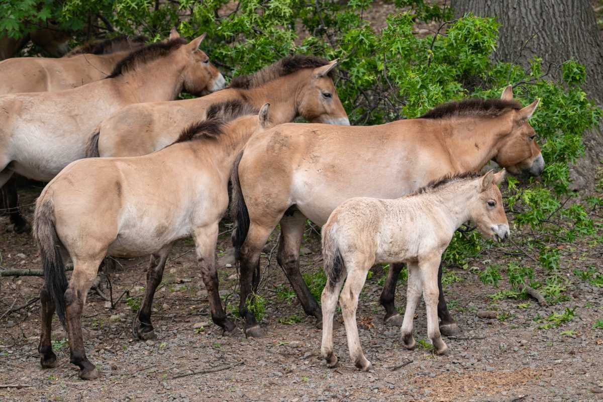Bronx Zoo announces birth of rare endangered Przewalski’s horse – Bronx Times