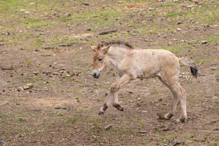An endangered Przewalski's foal gallops at the Bronx Zoo.