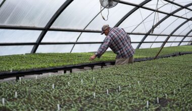 A farmworker in a high tunnel.