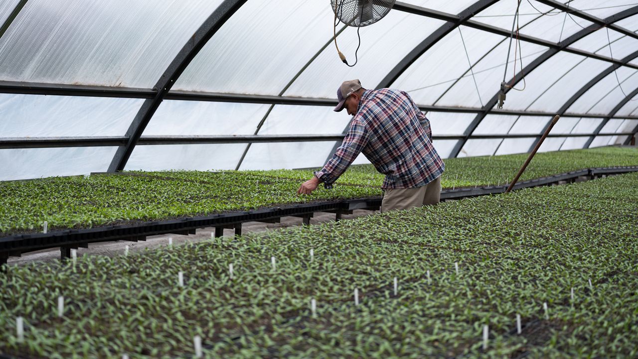 A farmworker in a high tunnel.