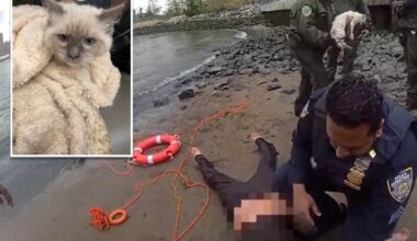 NYPD rescue woman, cat stranded in water underneath Brooklyn Bridge: video