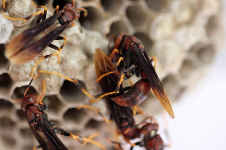 Wasp Aggression