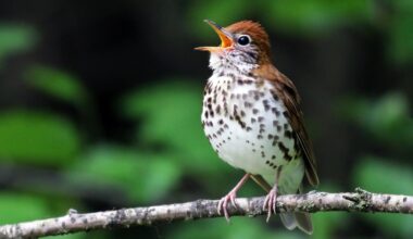 Global Big Day for birds for NYC & Central America