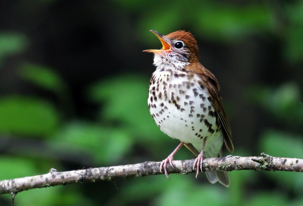 Global Big Day for birds for NYC & Central America