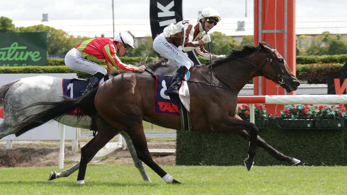 Legarto fetches $3.4 million as Kiwi queens in hot demand at sale