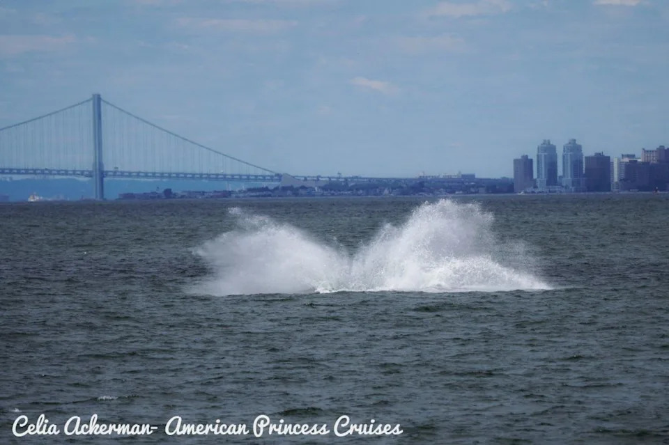 whales, whale watching, animals, conservation, new york, ocean, wildlife, photography
