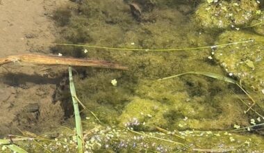 algal blooms in water
