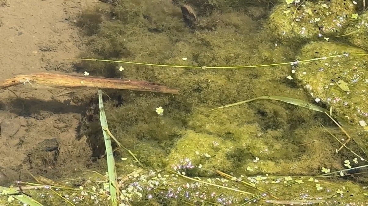 algal blooms in water