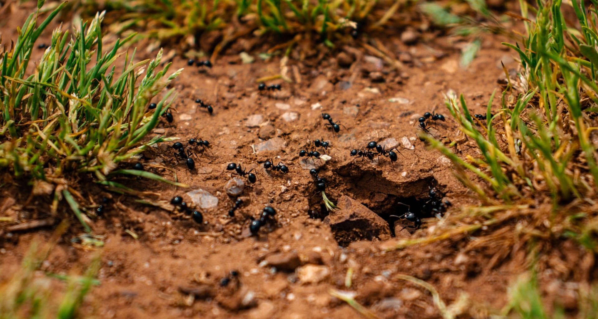 ant colony