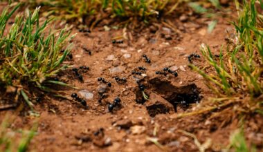 ant colony