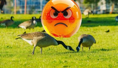 Jersey City goose death sparks outrage