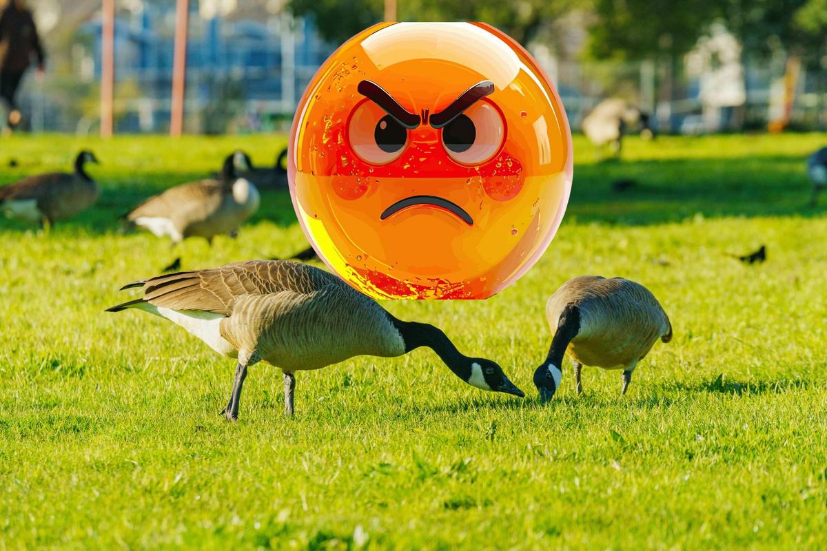 Jersey City goose death sparks outrage