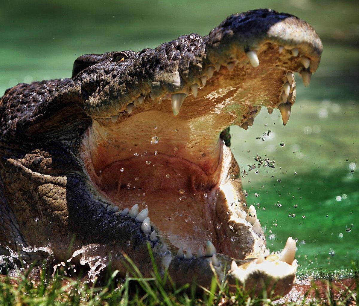 Rare Crocodile Bites Man At Famous New York Zoo