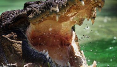 Rare Crocodile Bites Man At Famous New York Zoo