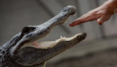 New 'Alligator' Laws in New York State