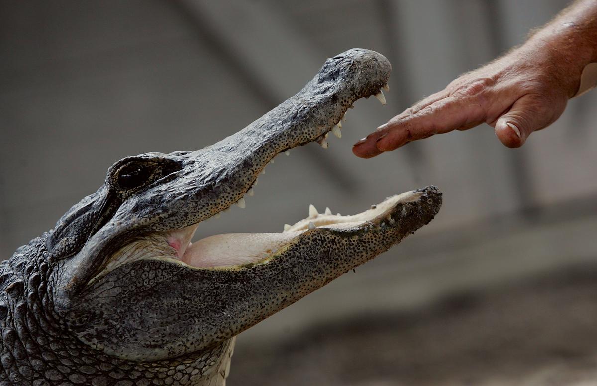New 'Alligator' Laws in New York State