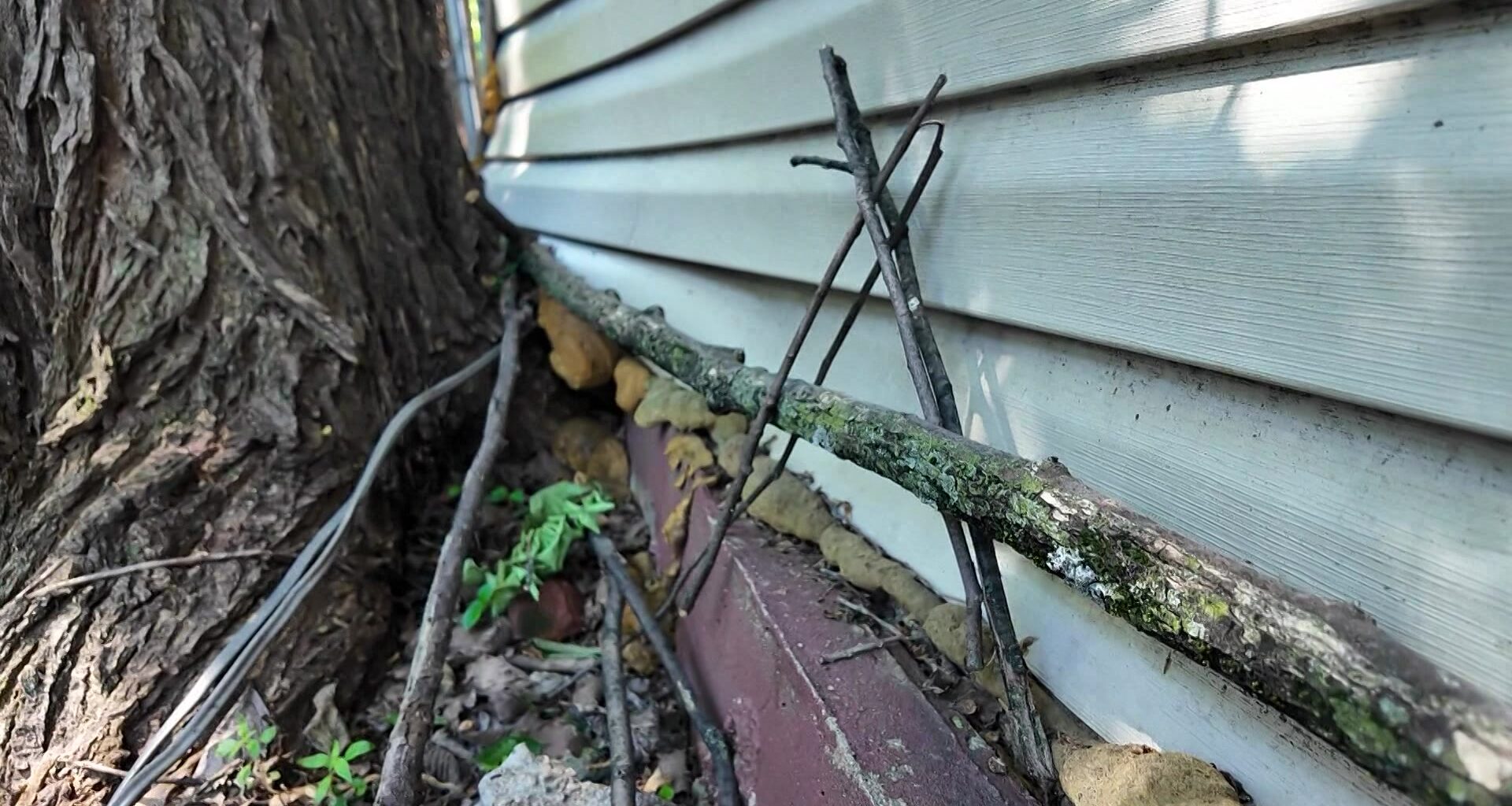 News 12 | Brooklyn | Tree Grows Into Home Bed Stuy Homeowner Demands City Action