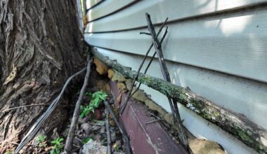 News 12 | Brooklyn | Tree Grows Into Home Bed Stuy Homeowner Demands City Action